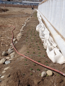 High Desert Farming Initiative in Reno has been using hoop houses to help grow lettuce. They have also been trying something new where the plants are planted outside of a hoop house and can be covered if the weather is too harsh. Basic concepts of permaculture can be seen by this. 