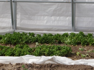 Lettuce is the main crop over at HDFI until the summer time. (Picture credit: Samantha Altergott)