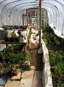Inside of one of the RSF's hoop houses. (Photo courtesy of Alexa Jones)