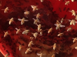 Some of the bees in flight (Photo courtesy of Debbie Gilmore)
